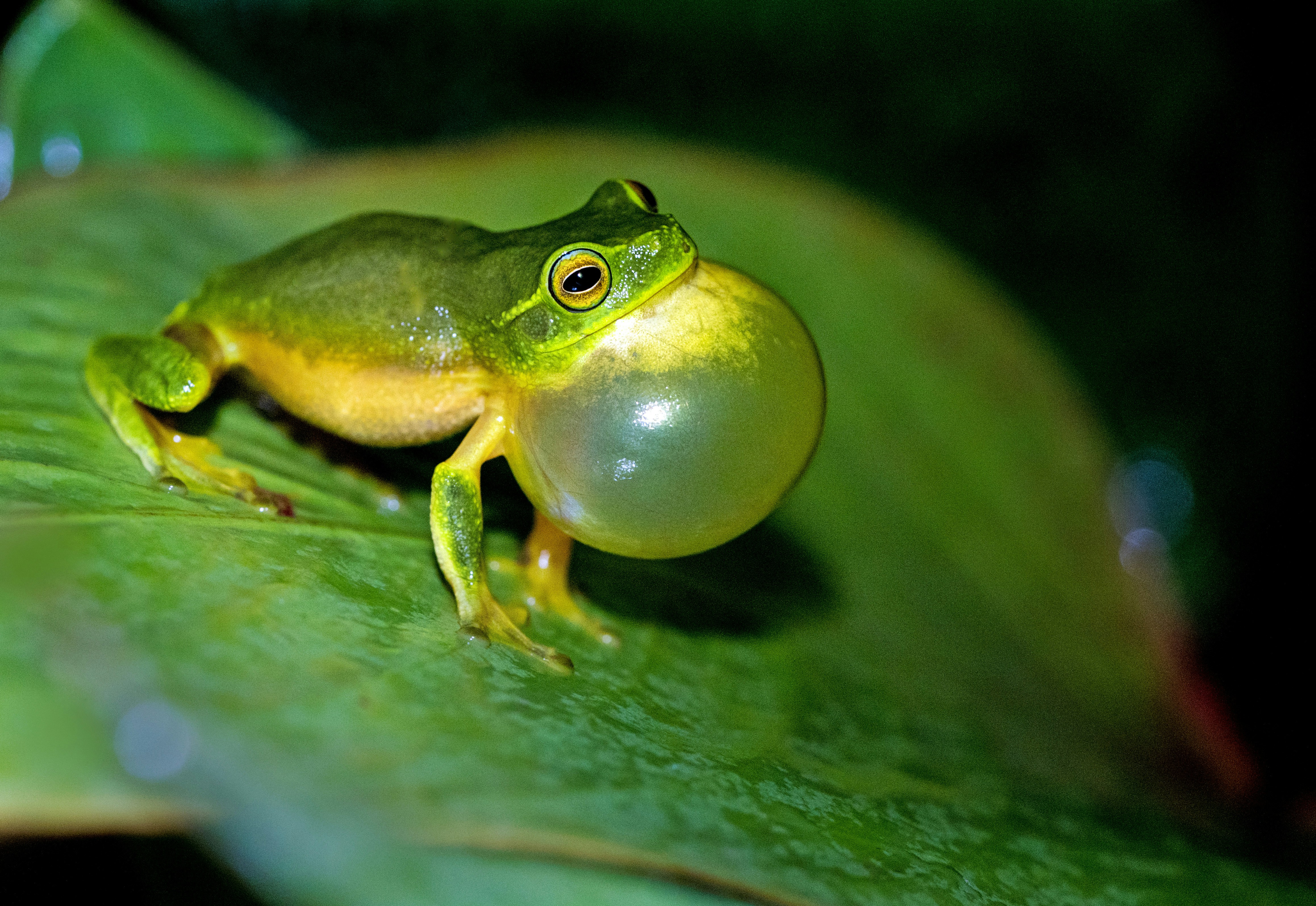 A dainty green tree frog with its vocal sac fully inflated